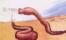 Mongolian-death-worm